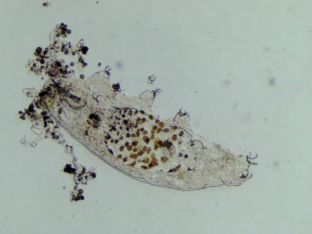 Tardigrade Biome